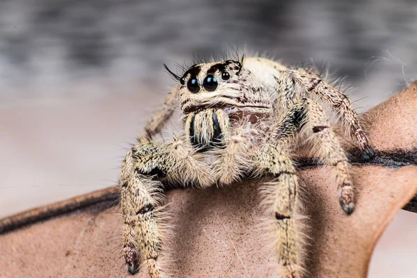 Hoppande spindel Hyllus på ett torrt löv, spindel i Thailand — Stockfoto