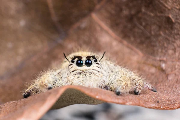 Ragno che salta Hyllus su una foglia secca, ragno in Thailandia — Foto Stock