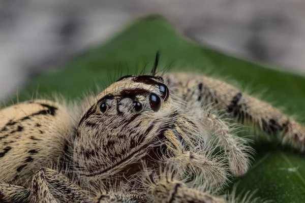 Hoppande spindel Hyllus på ett grönt blad, extrem närbild, spindel — Stockfoto