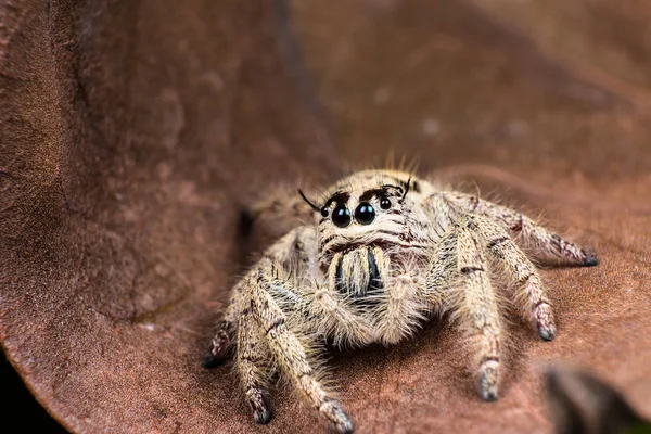 Ugrás pók Hyllus a száraz levél, pók, Thaiföld — Stock Fotó