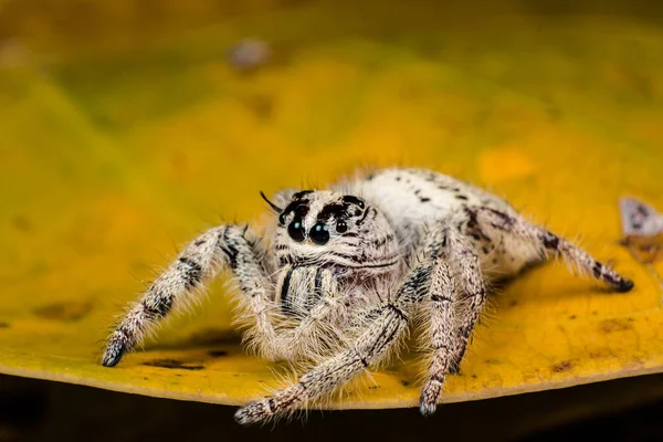 Örümcek, Hyllus üzerindeki sarı yaprak, aşırı yakın örümcek atlama — Stok fotoğraf