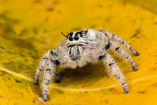 Hoppende edderkopp Hyllus på et gult blad, ytterst på nært hold, Spider – stockfoto