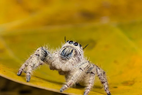 Hoppande spindel Hyllus på ett gult löv, extrem närbild, spindel — Stockfoto