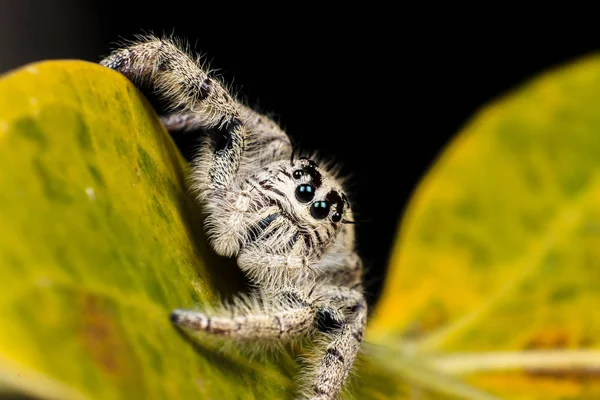 Hoppande spindel Hyllus på ett gult löv, extrem närbild, spindel — Stockfoto