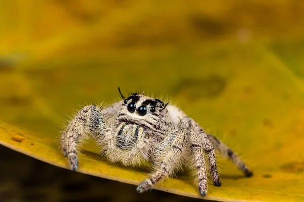 Hoppande spindel Hyllus på ett gult löv, extrem närbild, spindel — Stockfoto