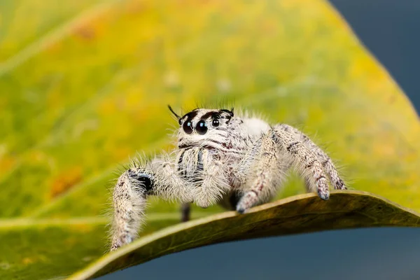 Прыжки паук Hyllus на желтый лист, экстремально близко, паук — стоковое фото