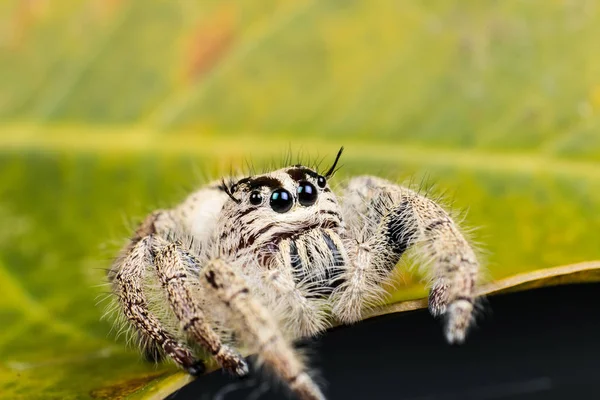 Hoppande spindel Hyllus på ett gult löv, extrem närbild, spindel — Stockfoto