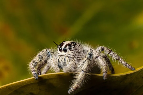 Saltando aranha Hyllus em uma folha amarela, extremo de perto, Aranha — Fotografia de Stock