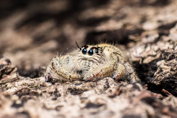 Hoppande spindel Hyllus på en torr bark, extrem närbild, spindel jag — Stockfoto