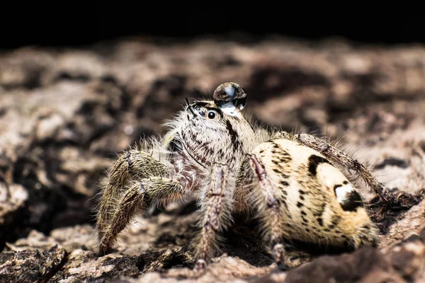 Vattendroppe på huvud Hoppande spindel Hyllus på en torr bark, extrem c — Stockfoto