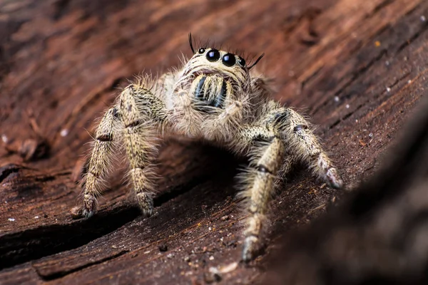 Hyllus aşırı kuru bir kabuğu üzerinde kapatın, örümcek atlama örümcek ben