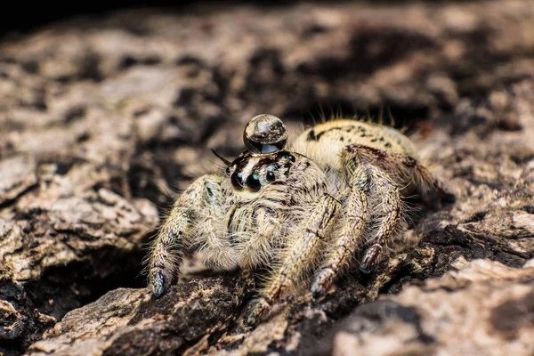 Vattendroppe på huvud Hoppande spindel Hyllus på en torr bark, extrem c — Stockfoto