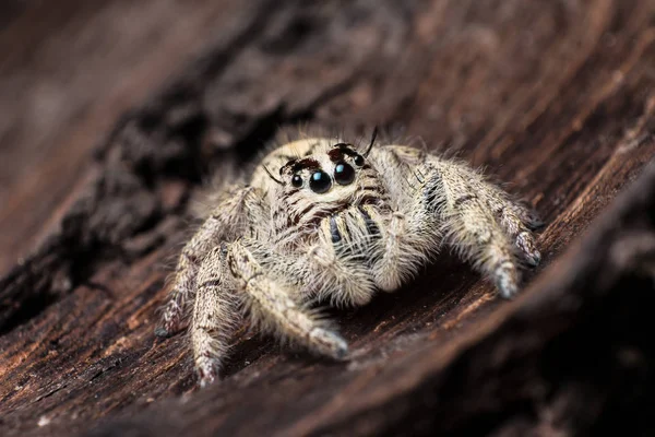 Hoppande spindel Hyllus på en torr bark, extrem närbild, spindel jag — Stockfoto