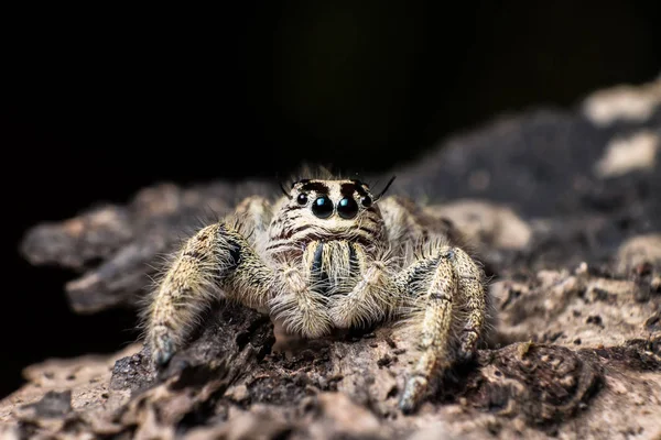 Hoppande spindel Hyllus på en torr bark, extrem närbild, spindel jag — Stockfoto