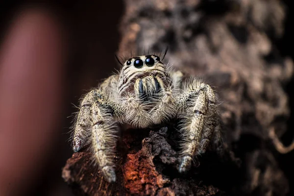 Salto de araña Hyllus en una corteza seca, extrema de cerca, Spider i —  Fotos de Stock