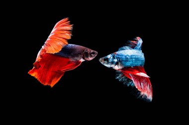 Daha iyi balık, Siyam mücadele balık, betta splendens (dolunay bahis