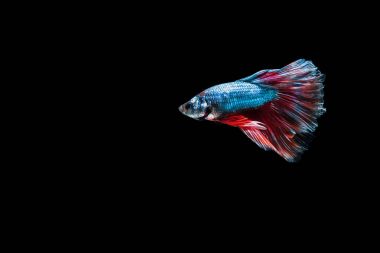 Daha iyi balık, Siyam mücadele balık, betta splendens (dolunay bahis