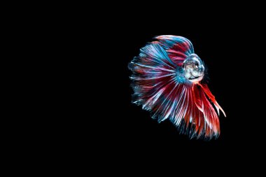 Daha iyi balık, Siyam mücadele balık, betta splendens (dolunay bahis