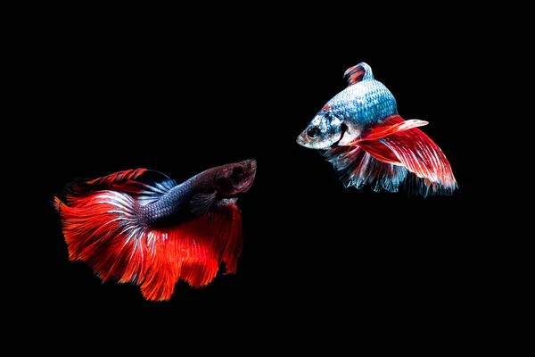 Betta ryby, bojovnice pestrá, betta splendens (Fullmoon bet — Stock fotografie