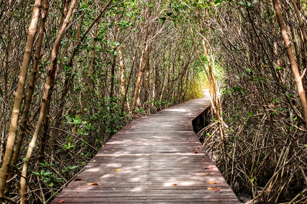 Ağaç tünel geçit, ahşap köprü, mangrov orman ile bir