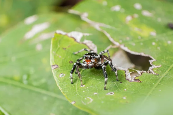 Springender Spinnenhylus auf grünem Blatt, extreme Nahaufnahme, Spinne — Stockfoto