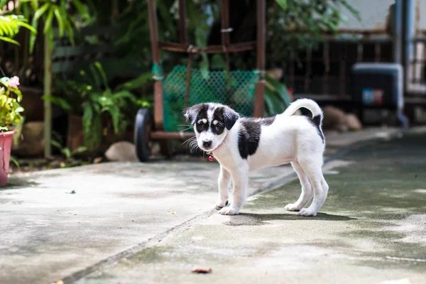 Küçük köpek, güneşin önünde hou bahçede duran