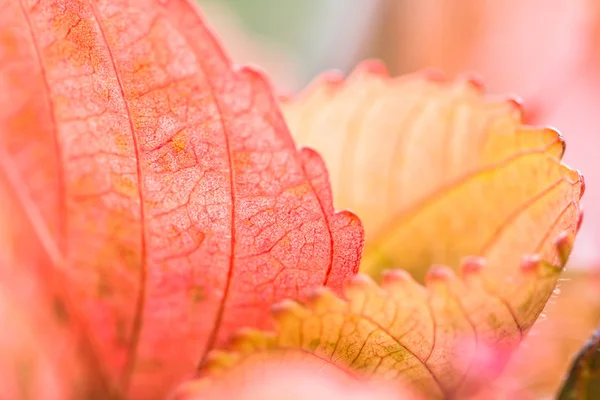 Bulanık arka plan üzerinde kırmızı yaprak doku closeup doğa görünümü