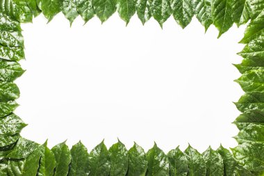 Çerçeve ile kullanılabilir kopya alanı orta yeşil yapraklar