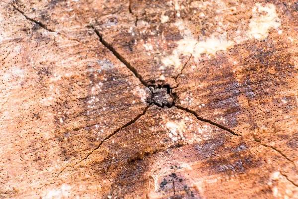 나무 배경 및 텍스처를 복사 스파의 클로즈업 나무 껍질 — 스톡 사진