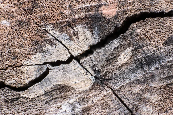 Кора дерева крупным планом с фоном и текстурой, с копировальным спа — стоковое фото