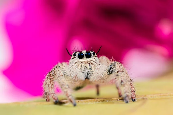 Araignée sauteuse. Araignée sauteuse Hyllus sur feuille jaune et merveille — Photo