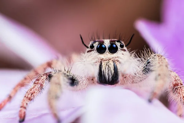 Araña saltadora. Jumping spider Hyllus en hoja amarilla y wonderf —  Fotos de Stock