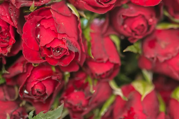 Fundo de rosas vermelhas naturais. usando como fundo do Dia dos Namorados, dia do casamento, símbolo do dia dos namorados . — Fotografia de Stock