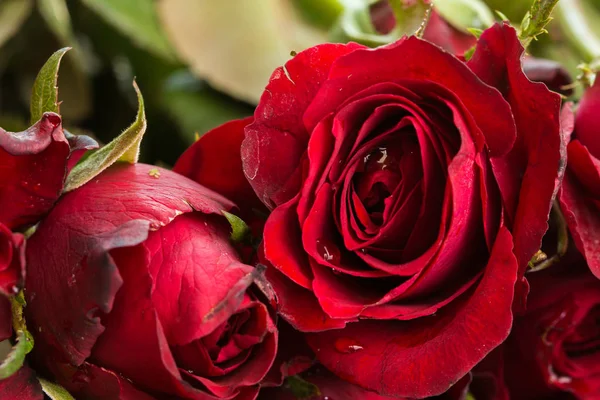 Feche as rosas vermelhas naturais e gotas de água. usando como fundo do Dia dos Namorados, dia do casamento, símbolo do dia dos namorados . — Fotografia de Stock