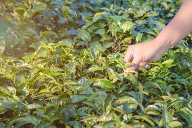 Adam hasat çay yaprakları. sırasında erken sabah çay plantasyon tepe üzerinde insan eli tarafından yeşil çay yaprak ucu toplama.