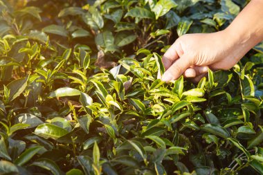 Adam hasat çay yaprakları. sırasında erken sabah çay plantasyon tepe üzerinde insan eli tarafından yeşil çay yaprak ucu toplama.