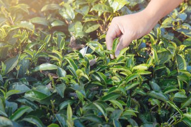 Hasat çay yaprakları. sırasında erken sabah çay plantasyon tepe üzerinde insan eli tarafından yeşil çay yaprak ucu toplama.