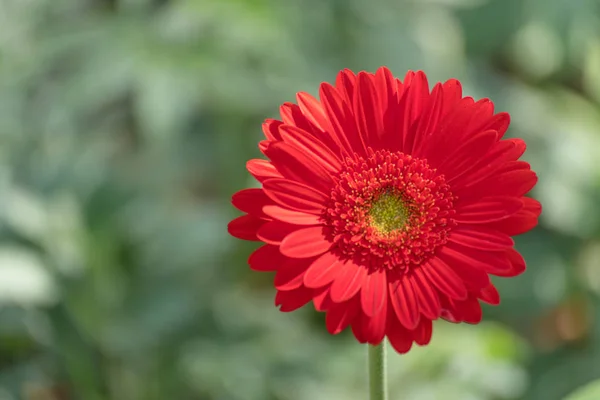 Tatlı güzel kırmızı gerbera daisy ve renkli pastel çiçek. Kırmızı gerbera daisy doğa yeşil bahçe blackground tebrik kartı, ekran ve duvar kağıdı kullanma.