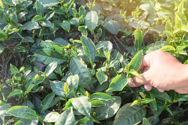 Hasat çay yaprakları. sırasında erken sabah çay plantasyon tepe üzerinde insan eli tarafından yeşil çay yaprak ucu toplama.