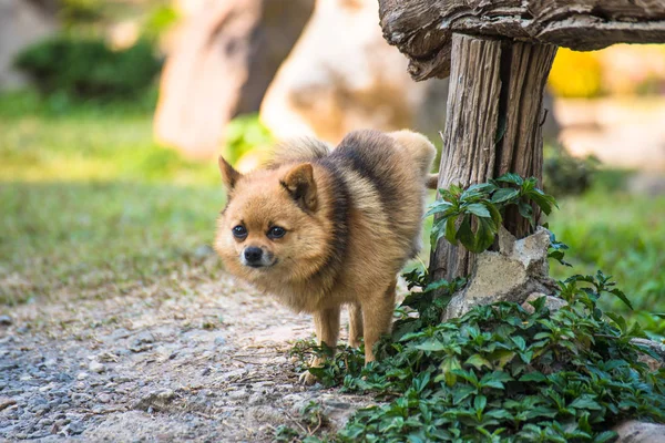 Un chihuahua lindo orinando en la mesa de madera en el jardín casero. chihuahua de orina en parque sobre asfalto de perro, concepto aseo de mascotas en parejas . — Foto de Stock