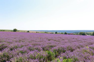 Lavanta alan günbatımı ve çizgiler