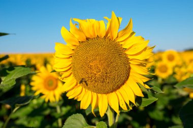 Ayçiçeği alan peyzaj