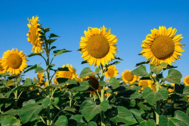 Ayçiçeği alan manzara arka plan günbatımı üzerinde