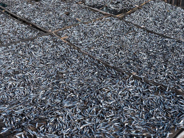 Fish being dried — Stock Photo, Image