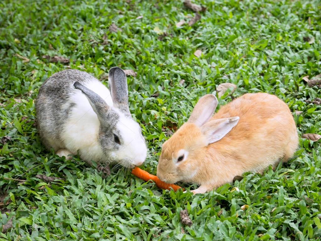 Zwei Hasen eine Karotte zu teilen — Stockfoto © epixx #147598375