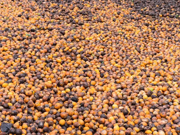 Areca or betel nuts in Mynmar