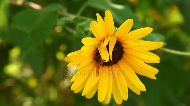 Green insect on a sunflower. — Stock Video