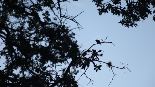 Силуэт птицы на фоне утреннего неба . — стоковое видео