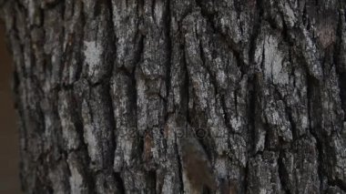 Bir ağaç tırmanma dobsonfly.