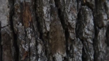Bir ağaç tırmanma dobsonfly.